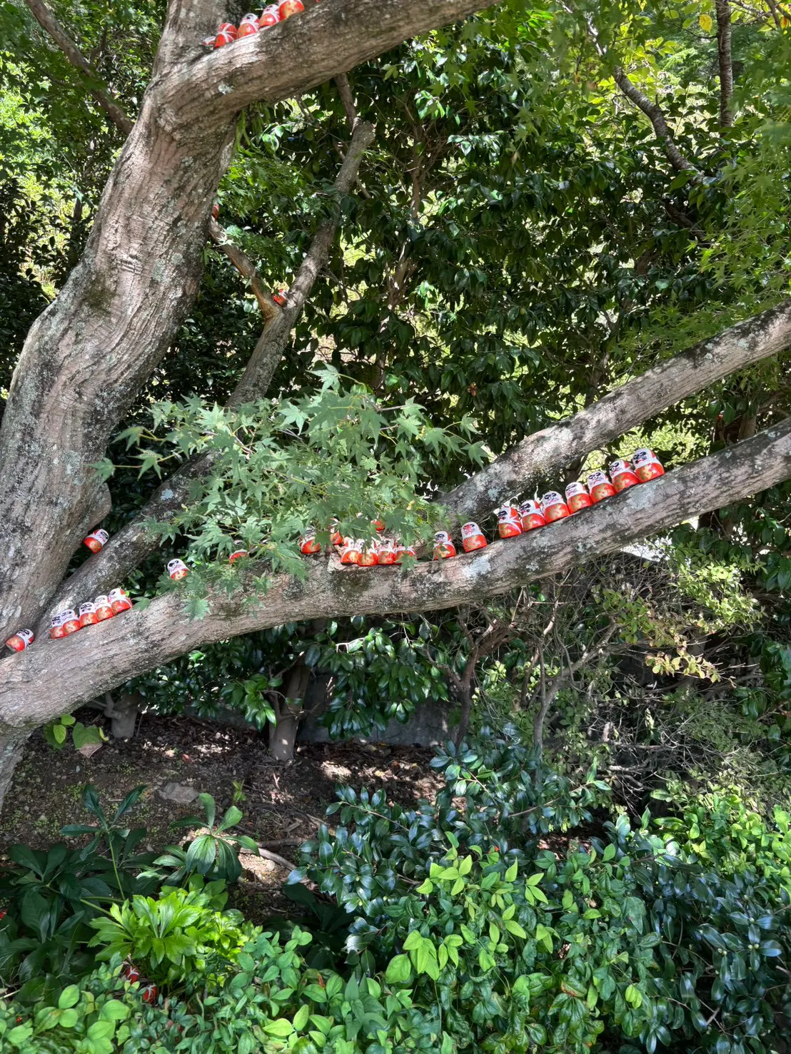 樹上的達摩